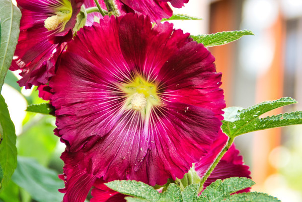 hollyhock-4287511_1920