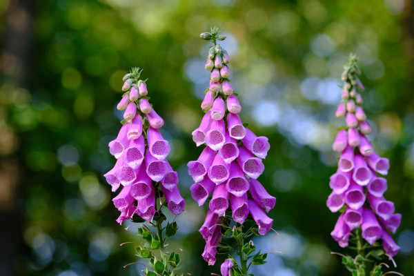 common-foxglove-2400621_1920