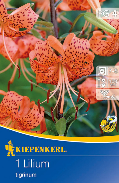 Produktbild von Kiepenkerl Tigerlilie Lilium tigrinum Blumensamen mit Darstellung der orangefarbenen gefleckten Blüten Informationen zur Pflanzzeit und Wuchshöhe sowie Firmenlogo