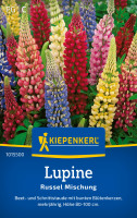 Kiepenkerl Lupine Russel Mischung