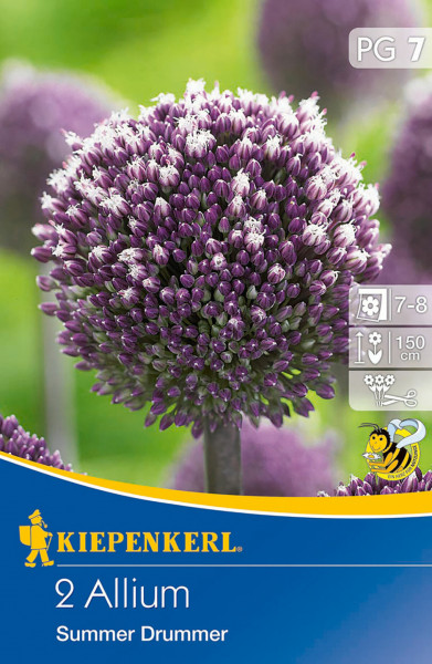 Produktbild von Kiepenkerl Zierlauch Summer Drummer mit Nahaufnahme der lila Blüte Informationen zur Pflanzzeit und Wuchshöhe auf der Verpackung.
