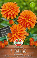 Sperli Dahlie Melody Swing