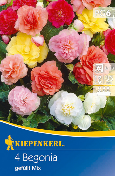 Produktbild von Kiepenkerl Knollenbegonien Gefüllte Mischung mit blühenden Blumen in Rot Gelb und Rosa sowie Verpackungsdesign und Pflegehinweisen.