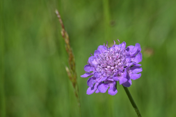 field-scabious-1445648_1280