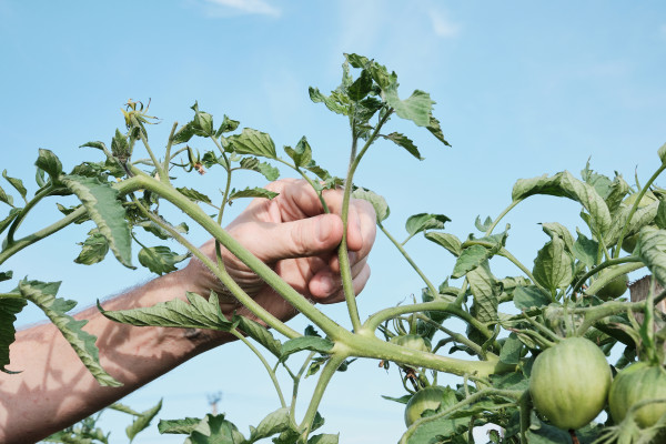 large-caucasian-male-adjusting-tomato-plant-in-garden-scene-under-clear-sky