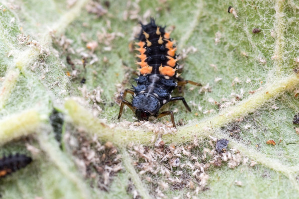 ladybug-larva-5277767_1280