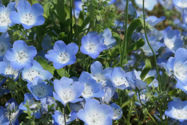 nemophila-4459981_1920