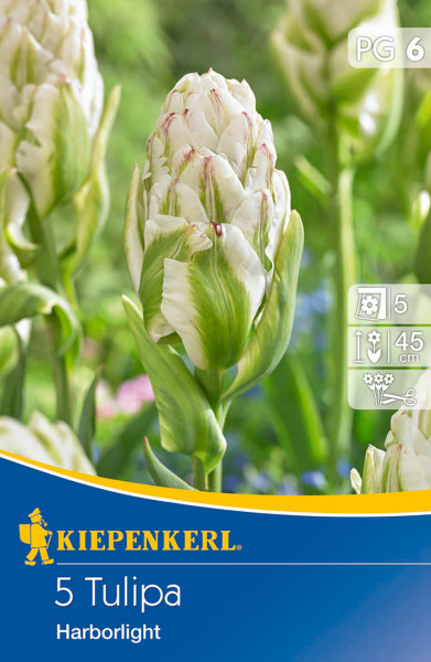 Produktbild von Kiepenkerl Tulpen Harborlight mit fünf gefüllten Tulpenblüten auf der Vorderseite und Verpackungsinformationen.