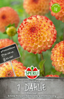 Sperli Dahlie Kasasagi