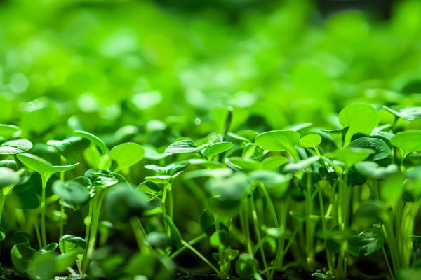 2400-a-close-up-of-lush-vegetation-in-a-field