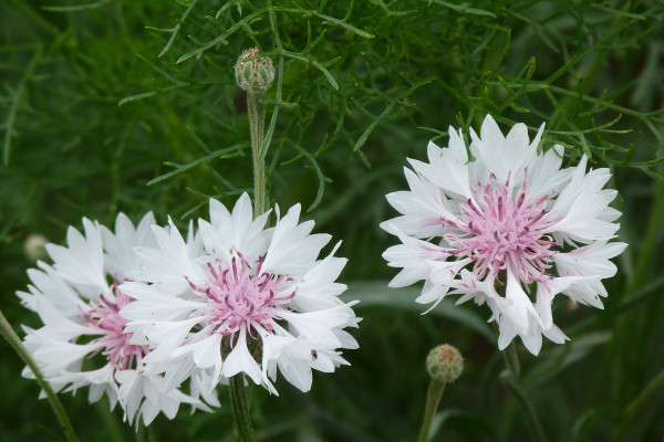 flowers-4432290_1920