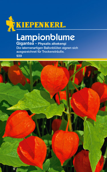 Produktbild von Kiepenkerl Lampionblume Gigantea mit Abbildung der orangeroten Blüten und Verpackungsdetails auf Deutsch.