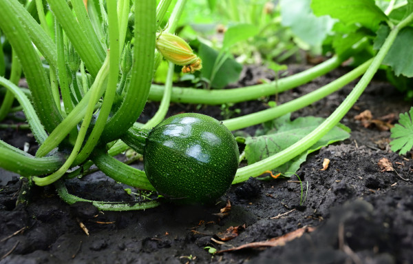 large-green-squash-in-vegetable-field