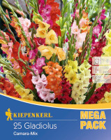 Kiepenkerl Gladiole Camara Mischung