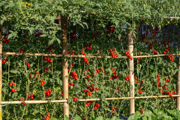 large-ripe-red-tomatoes-are-hanging-on-the-tomato-tree-in-the-garden