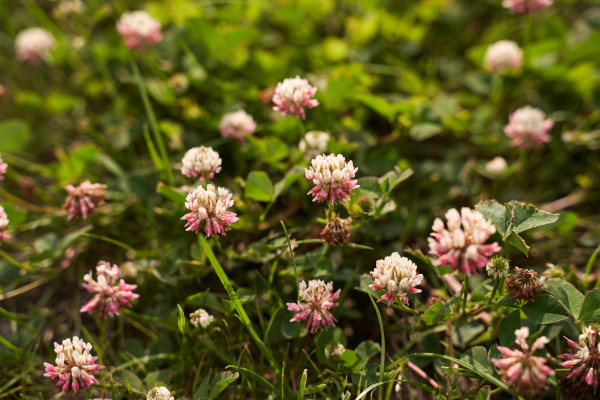 large-blooming-pink-clover-flowers-in-a-green-meadow-on-a-sunny-day