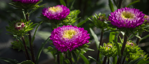 large-aster-purple-flowers-with-yellow-centers-are-growing-in-the-sun-1