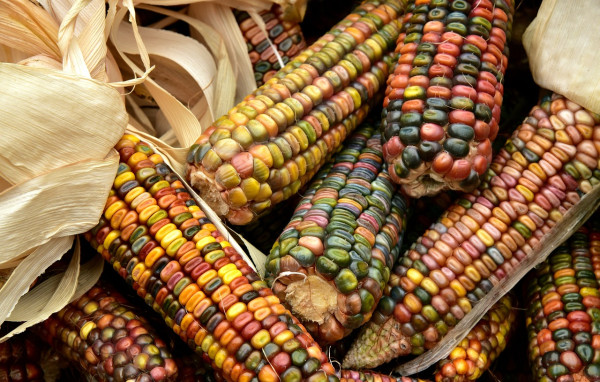 corn-3663086_1280