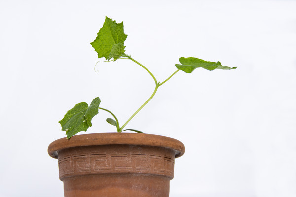 2400-baby-cucumber-plant-seedlings-in-the-brown-clay-pot-growing-in-the-greenhouse-squash-seedings-ready-to-plant-sprout-branch-with-leaves-isolated-on-white-background-close-up-si