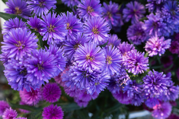 large-beautiful-violet-asters-blooming-in-the-garden-outdoors-1