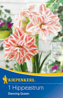 Kiepenkerl Ritterstern Amaryllis Dancing Queen