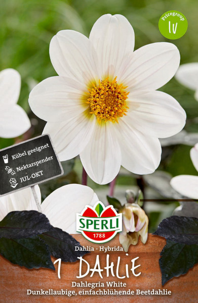 Produktbild von Sperli Dahlie Dahlegria White mit Nahaufnahme einer weißen Blüte Informationen zur Eignung für Kübel Nektarspende und Blütezeit von Juli bis Oktober sowie dem Sperli Logo.