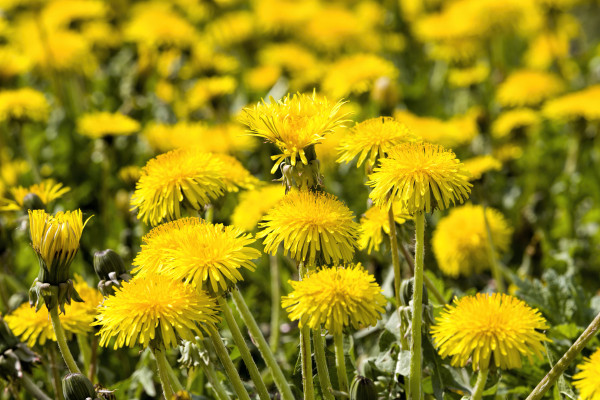 2400-yellow-beautiful-dandelions