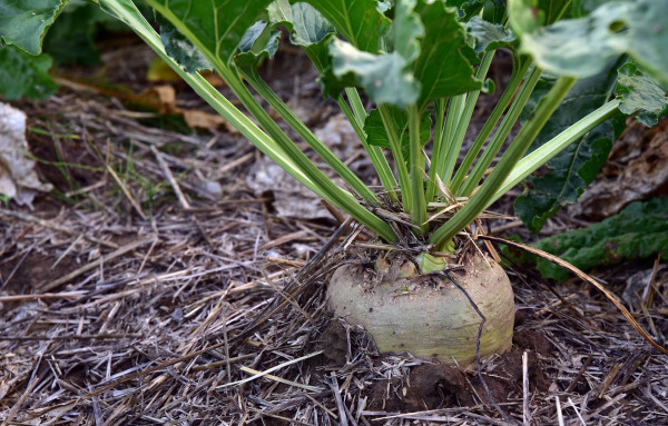 sugar-beet-3662944_1920