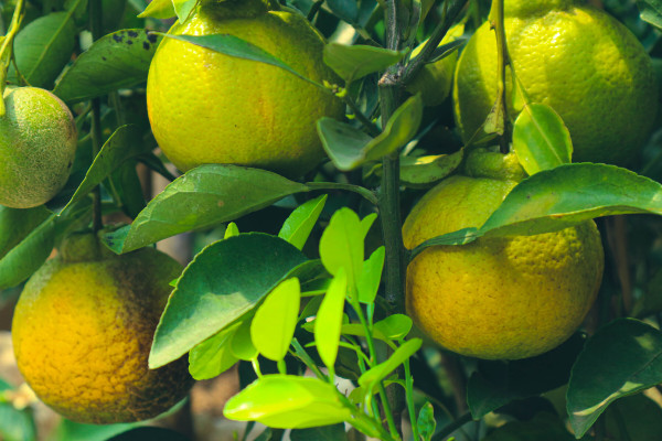 2400-indonesian-local-oranges-that-will-soon-ripen-with-a-green-color-that-is-starting-to-turn-yellow