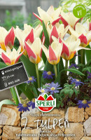 Sperli Kaufmanniana-Tulpe Ancilla