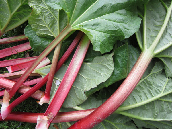 rhubarb-1350969_1280