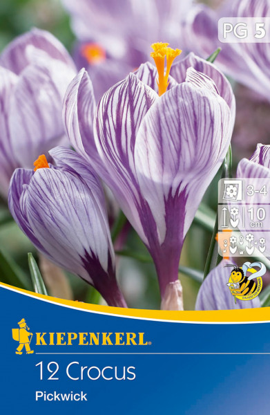 Produktbild von Kiepenkerl Großblumiger Krokus Pickwick mit blühenden lila-weiß gestreiften Krokussen und Verpackungsdetails im Vordergrund.