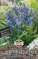 Sperli Waldhyazinthe Blue Bell
