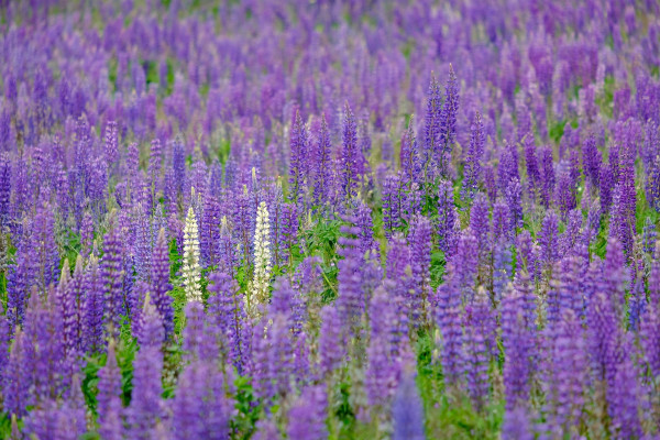 lupines-6476323_1920