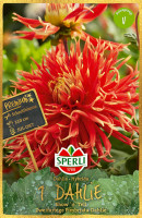 Sperli Dahlie Show N Tell