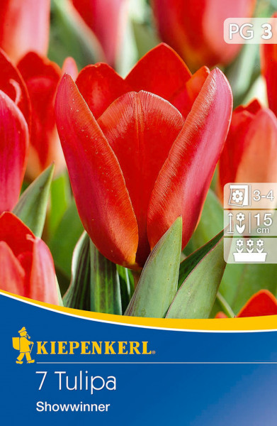 Produktbild von Kiepenkerl Kaufmanniana-Tulpe Showwinner mit roten Blüten und Verpackungsdesign mit Markenlogo und Pflanzinformationen