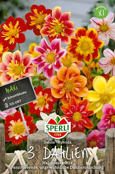 Produktbild von Sperli Dahlie Halskrause Mix mit farbenfrohen Dahlienblüten in Rot Gelb und Orange und Verpackungsinformationen auf Deutsch.