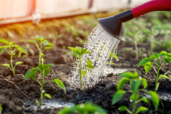 2400-peppers-in-the-greenhouse-watering-from-a-watering-can