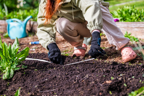 large-a-girl-helps-plant-carrot-seeds-in-the-ground-with-a-seed-tape-2
