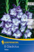 Kiepenkerl Großblumige Gladiole Triton