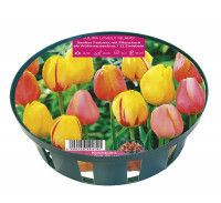 Sperli Young Generation Lovely Island