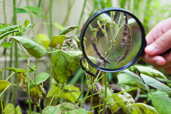 large-close-up-of-the-mung-bean-pod-with-magnifying-glass-learning-and-explore-concept