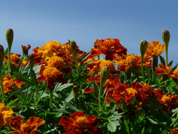 tagetes-58264_1920