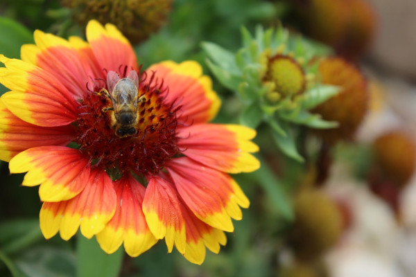 blanket-flower-5519844_1280