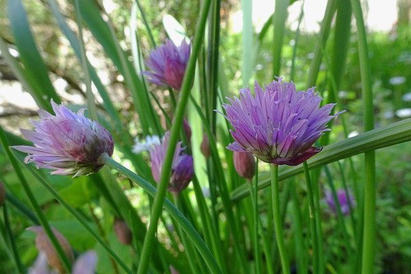 chive-flowers-5271069_1920
