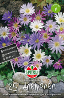 Sperli Balkan-Windröschen