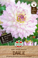 Sperli Dahlie Crazy Love