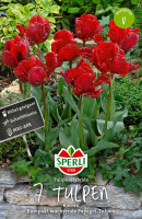Sperli Papagei-Tulpe Rococo