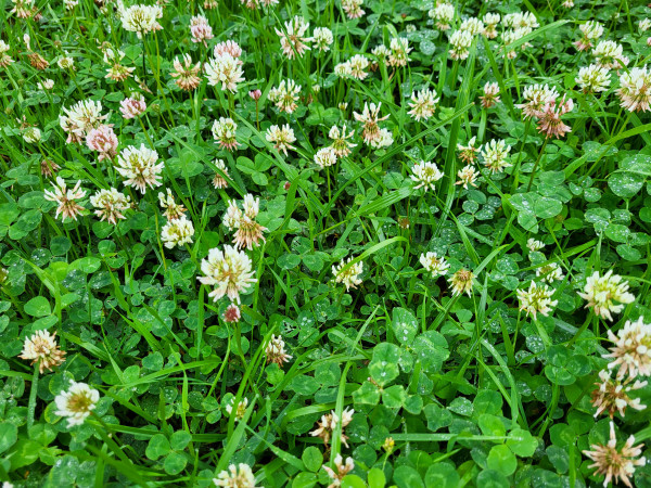 2400-white-clover-on-a-background-of-green-leaves-in-the-garden-on-a-summer-day-1