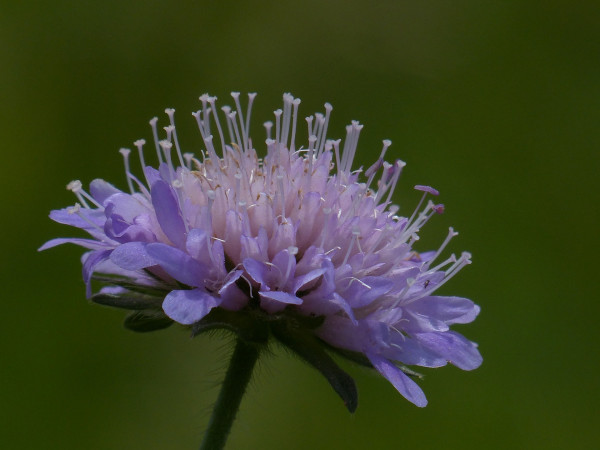 field-scabious-167397_1920